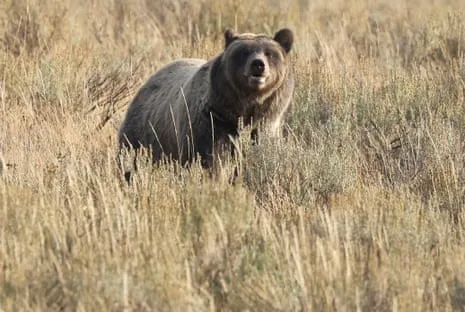 Backpacker Injured by Grizzly in Yellowstone Air Lifted to Medical Facility