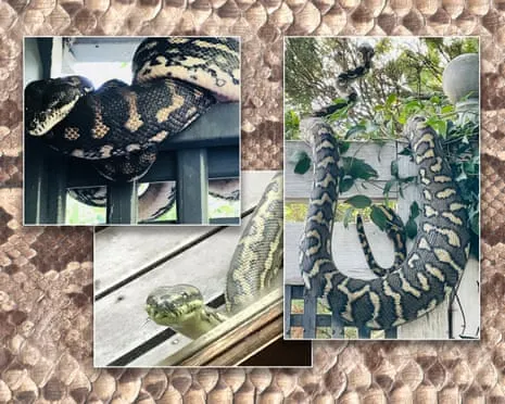 Welcoming the Snakes in the Overhead Space: A Transformation from Fear to Respect